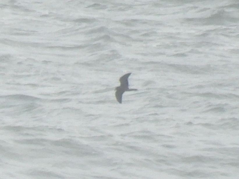 Leach's Storm-Petrel - ML646894355
