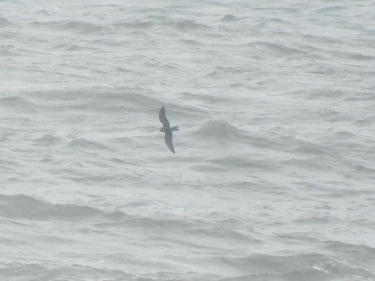 Leach's Storm-Petrel - ML646894356