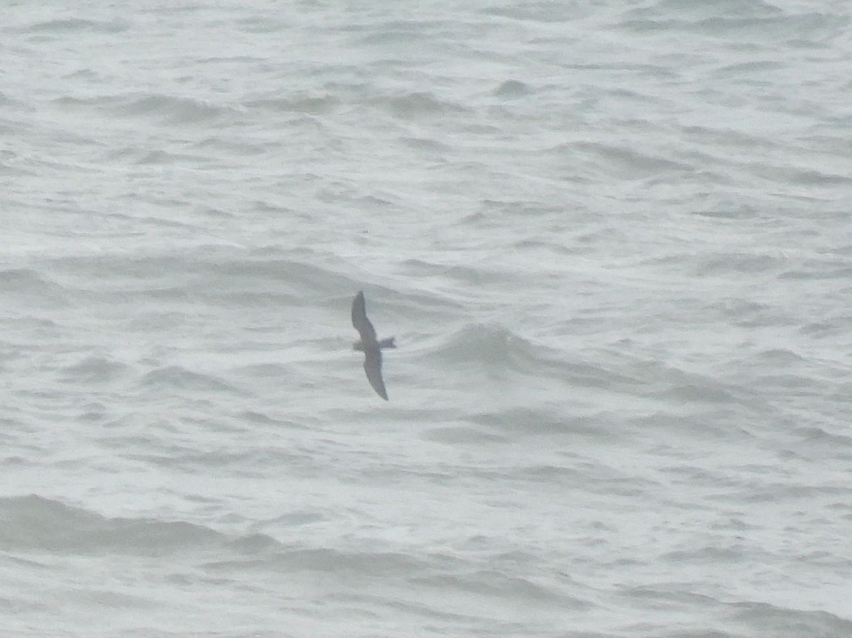 Leach's Storm-Petrel - ML646894357