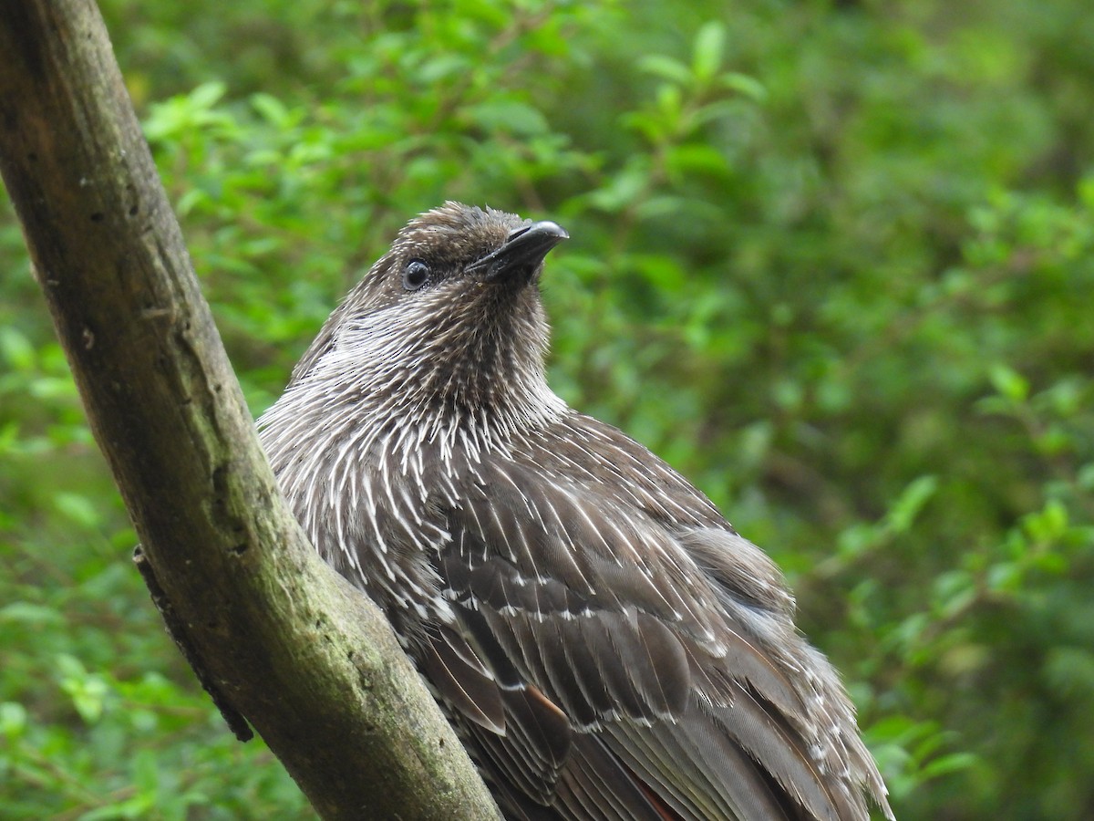 Little Wattlebird - ML646894358