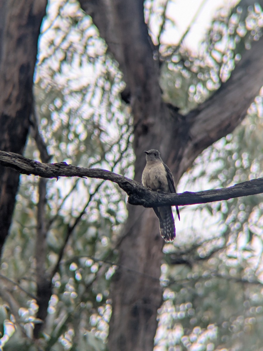 Sahul Brush Cuckoo - ML646894359