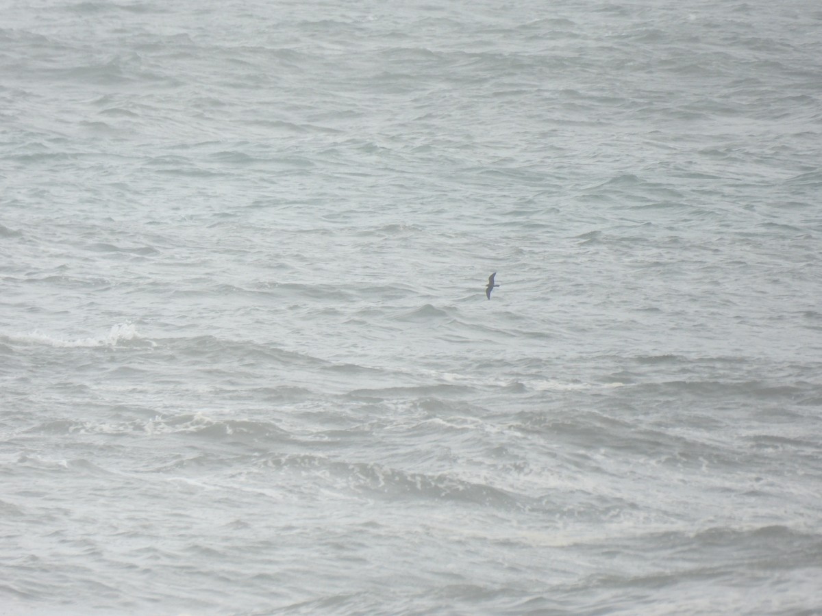 Leach's Storm-Petrel - ML646894360