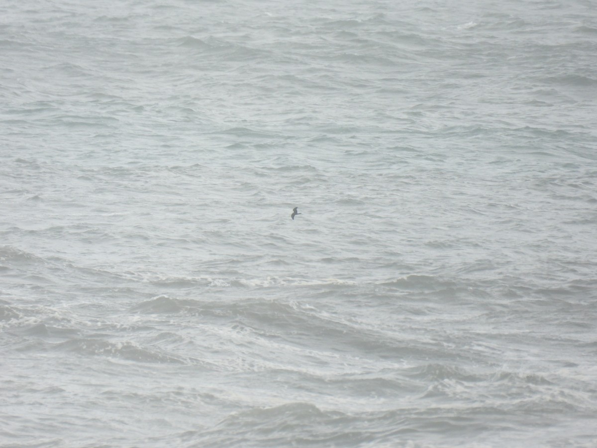 Leach's Storm-Petrel - ML646894361