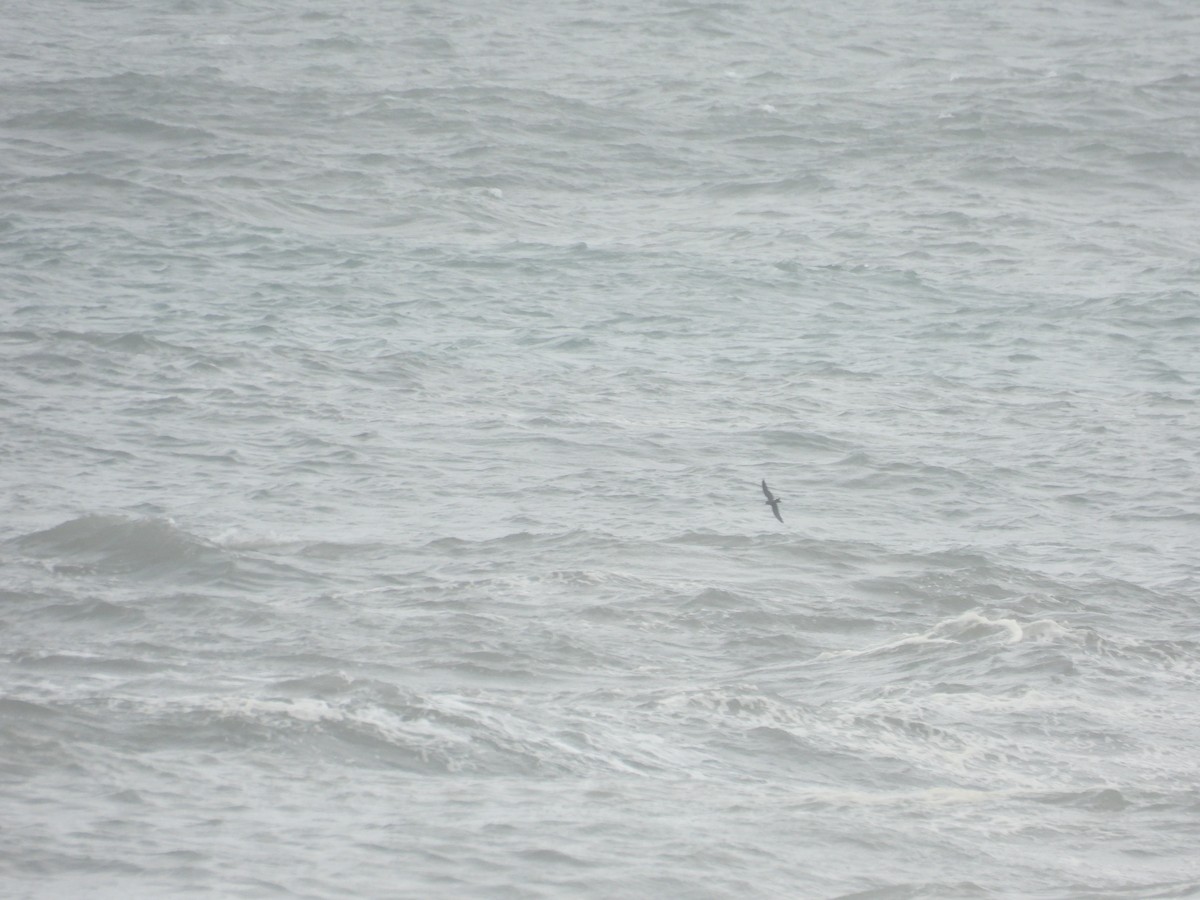Leach's Storm-Petrel - ML646894362