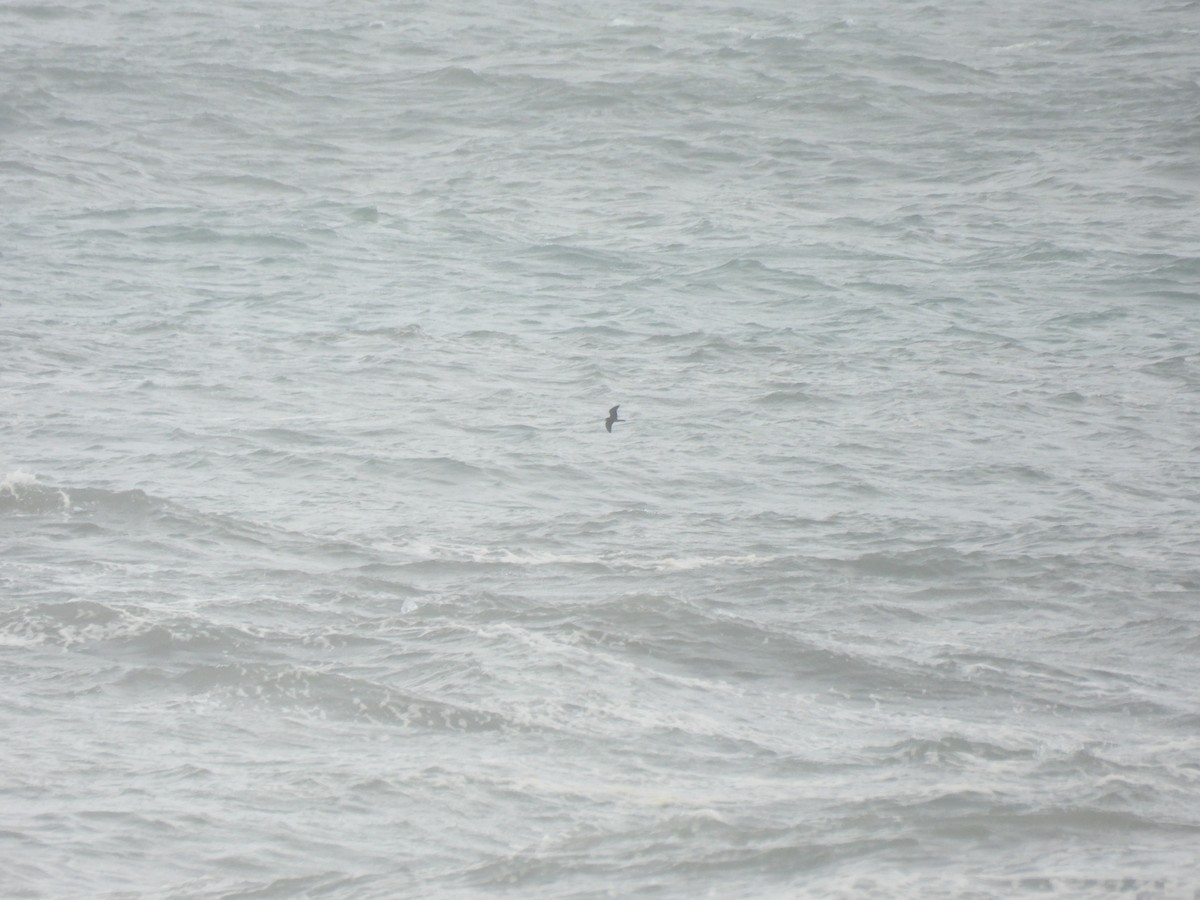Leach's Storm-Petrel - ML646894363
