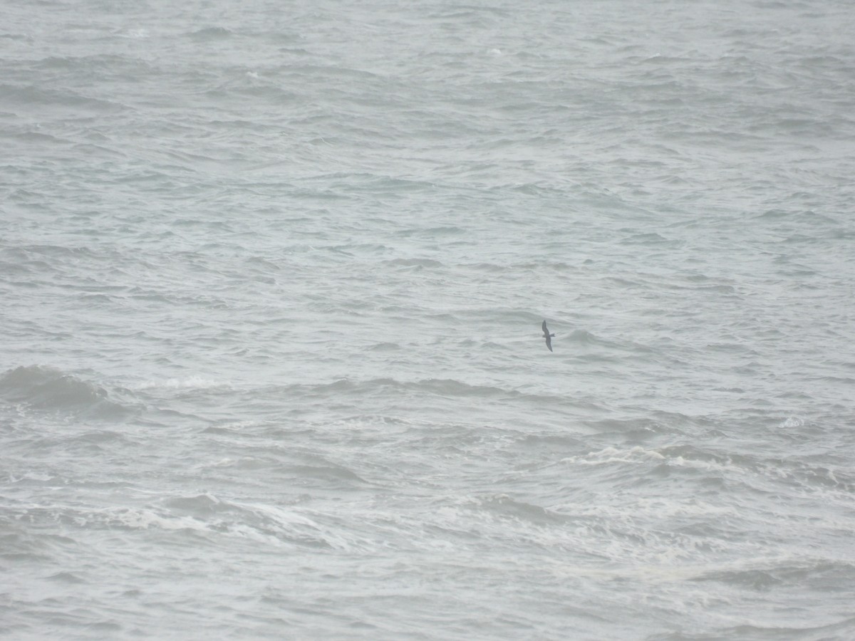 Leach's Storm-Petrel - ML646894364