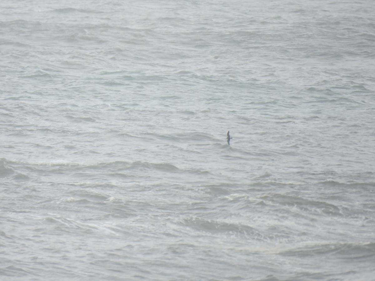 Leach's Storm-Petrel - ML646894365