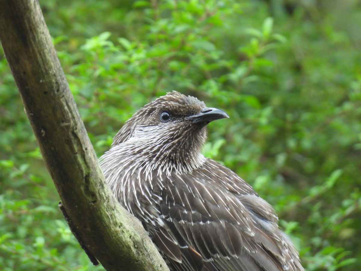Little Wattlebird - ML646894366