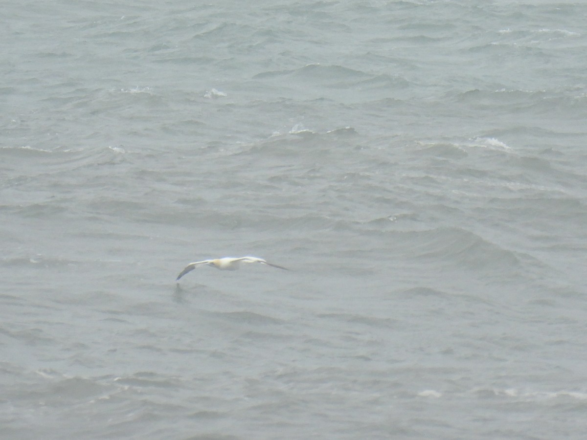 Northern Gannet - ML646894367