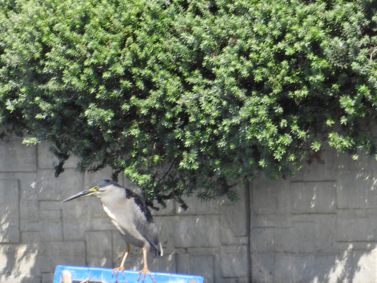 綠簑鷺 - ML646894368