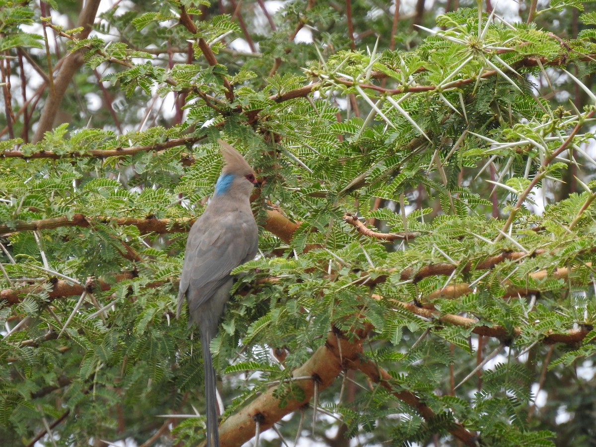 עכברן כחול-עורף - ML646894371