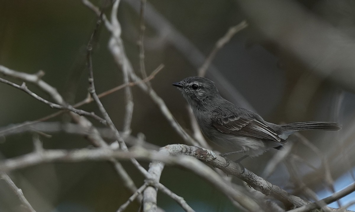 Оливковый москитеро - ML646894372