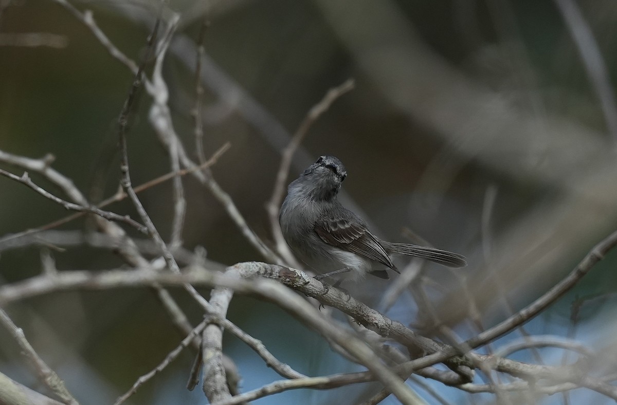 Оливковый москитеро - ML646894373