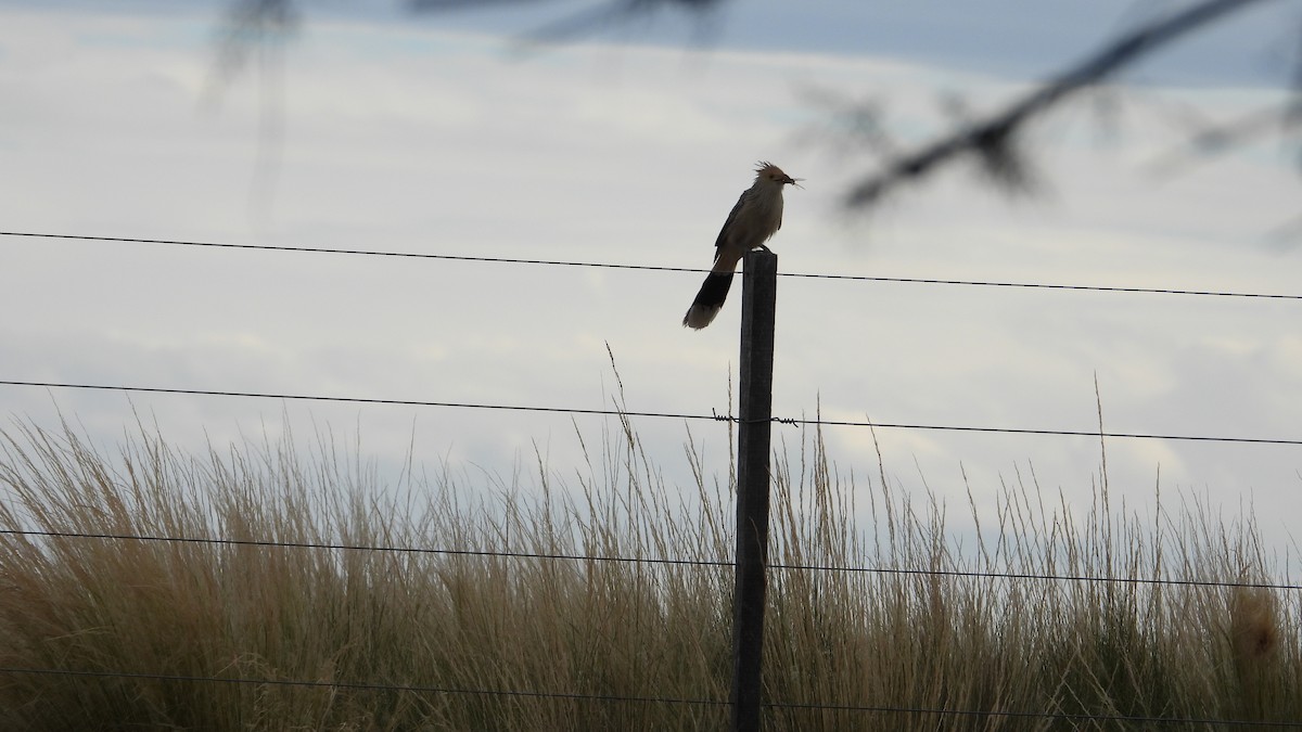 Guirakuckuck - ML646894378