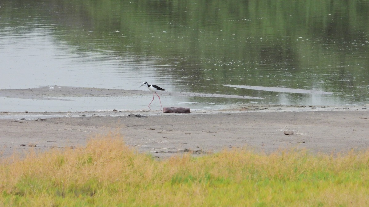 Schwarznacken-Stelzenläufer - ML646894379