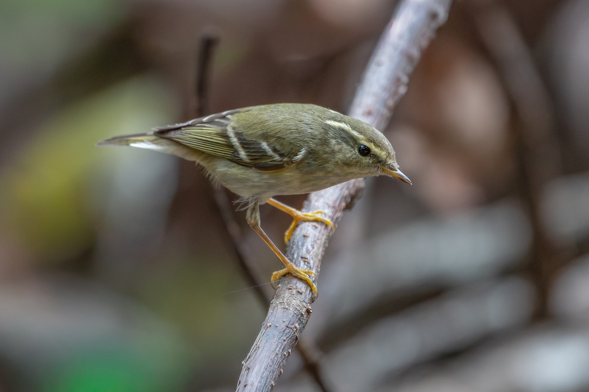 Борлог дууч шувуу - ML646894380