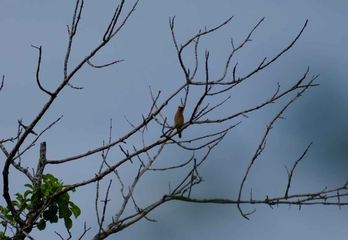 Cedar Waxwing - ML646894388