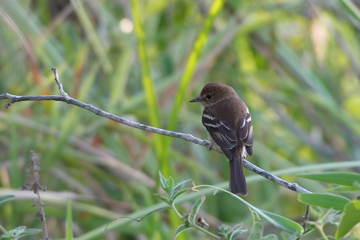 Ржавчатая курэта - ML646894389