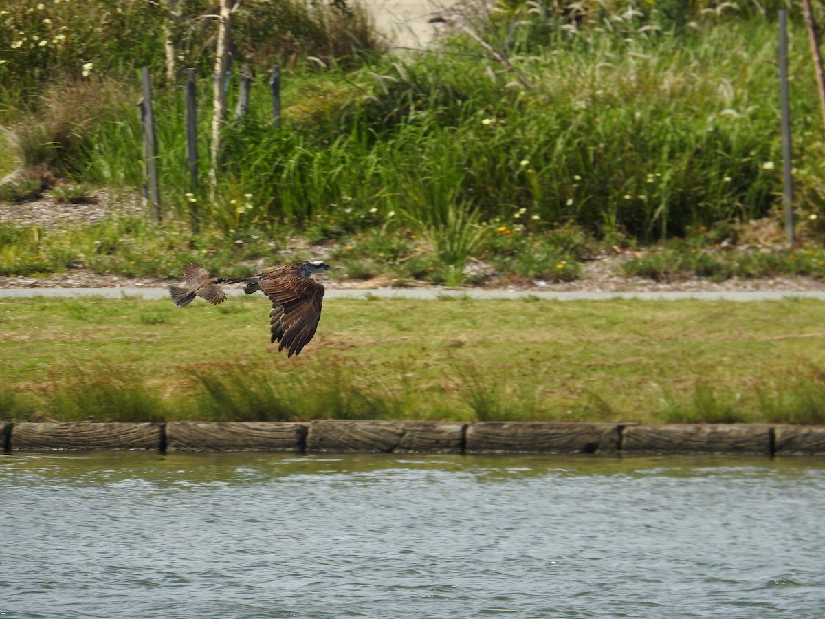 魚鷹 - ML646894393