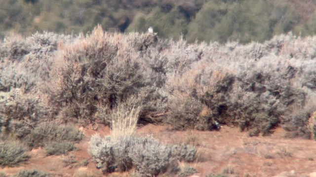 Boreal Örümcekkuşu - ML646894394