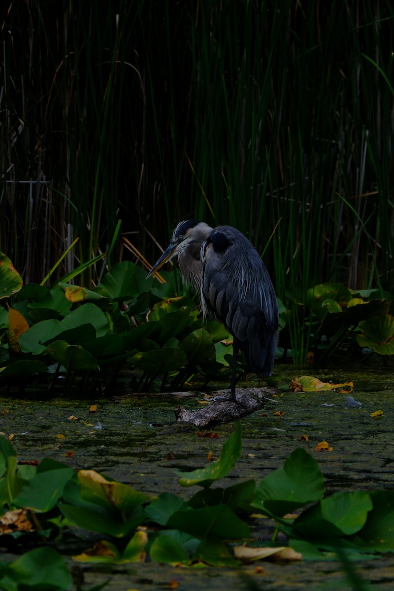 Great Blue Heron - ML646894395