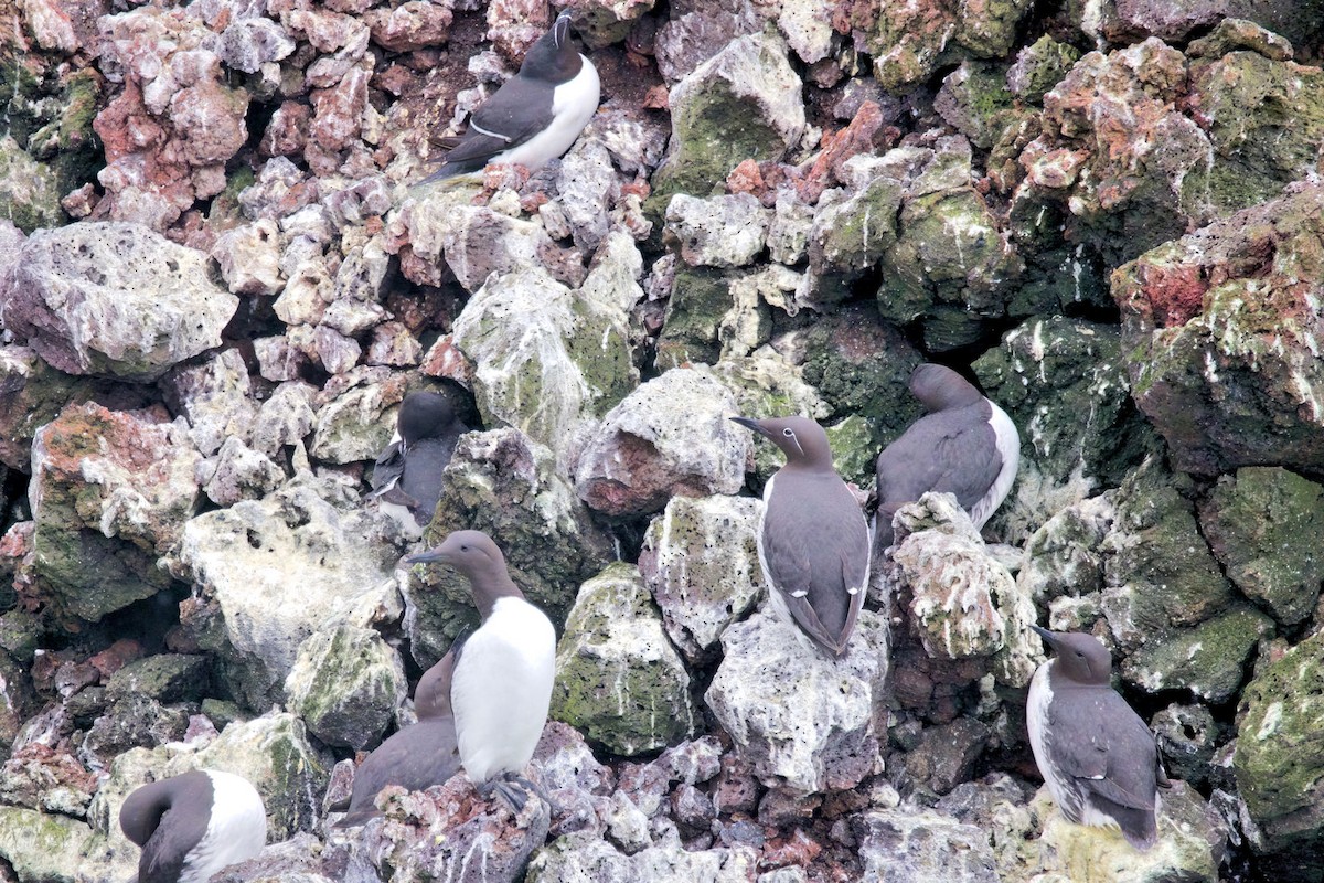 Кайра тонкодзьоба - ML646894396