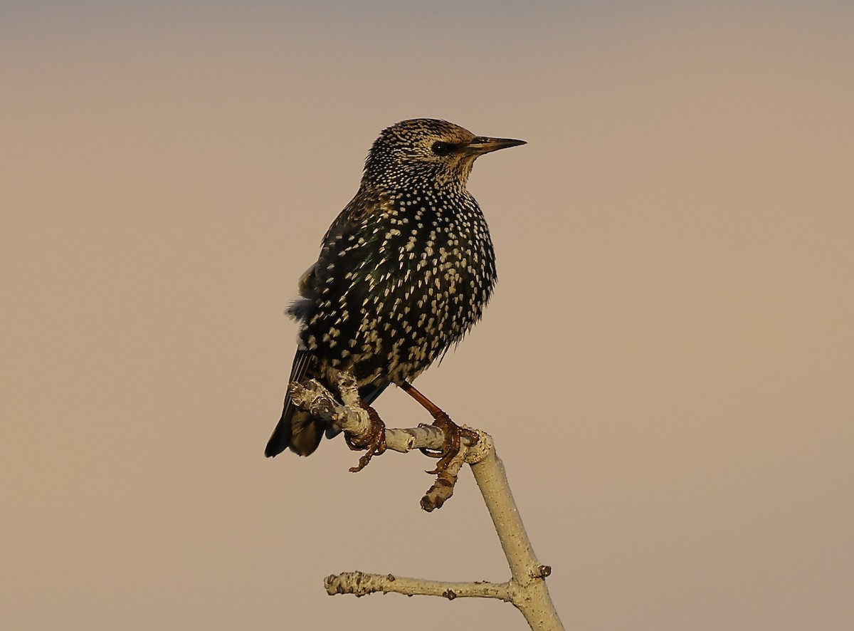 European Starling - ML646894401