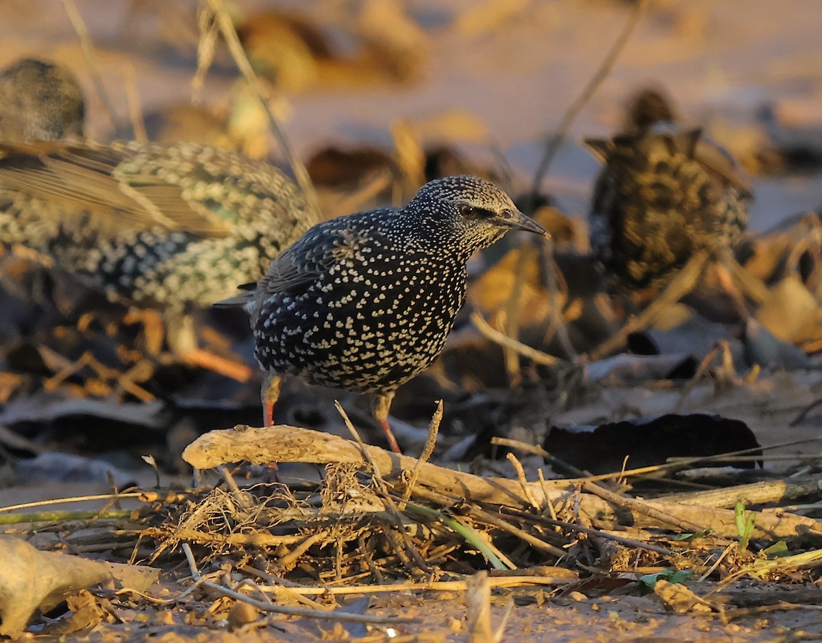 European Starling - ML646894402