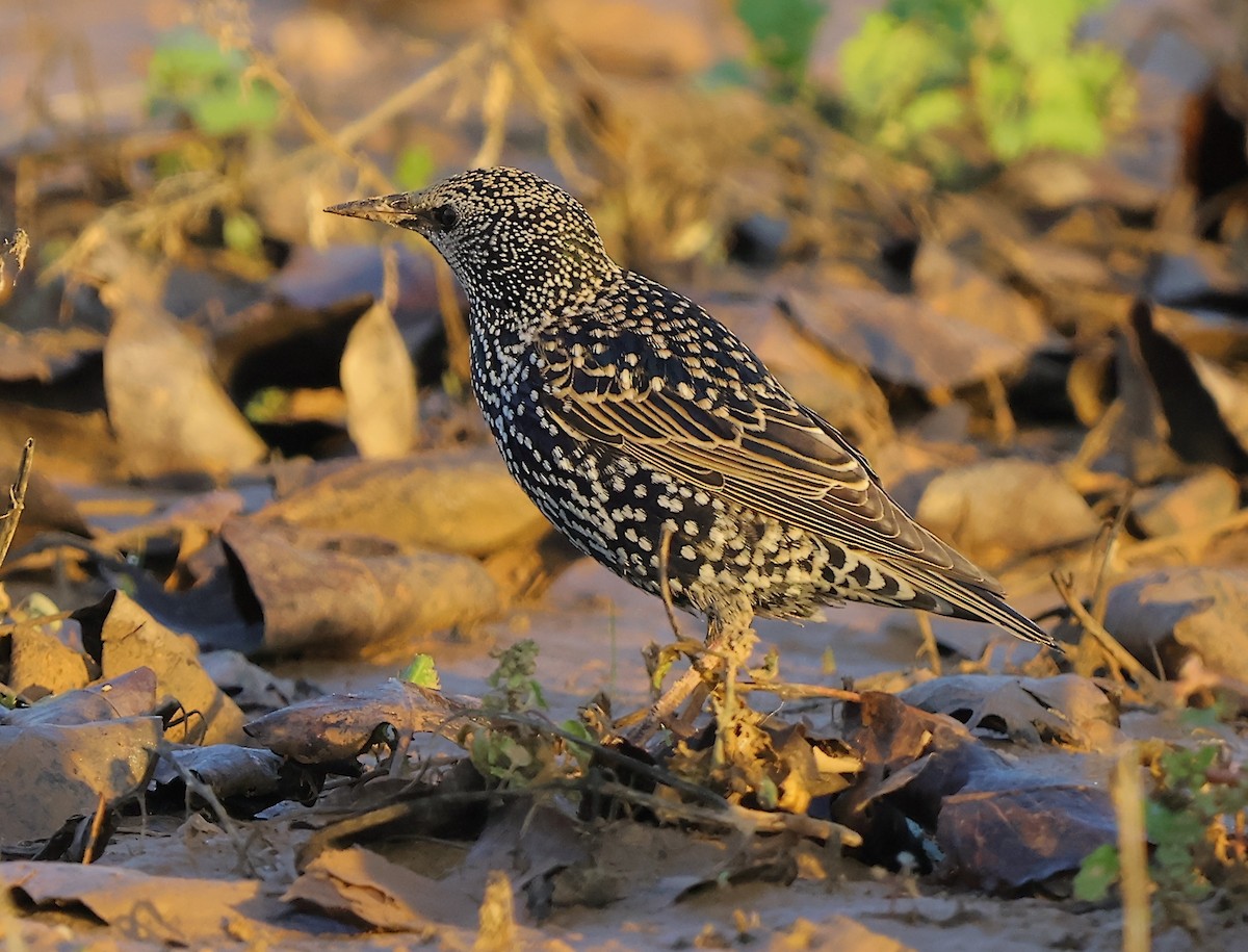 European Starling - ML646894403