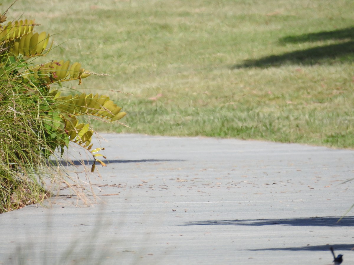 Superb Fairywren - ML646894404