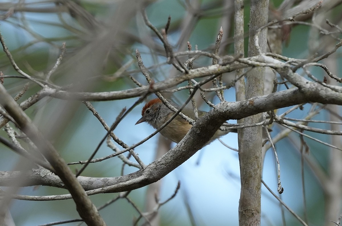 Сероглазый виреончик - ML646894406