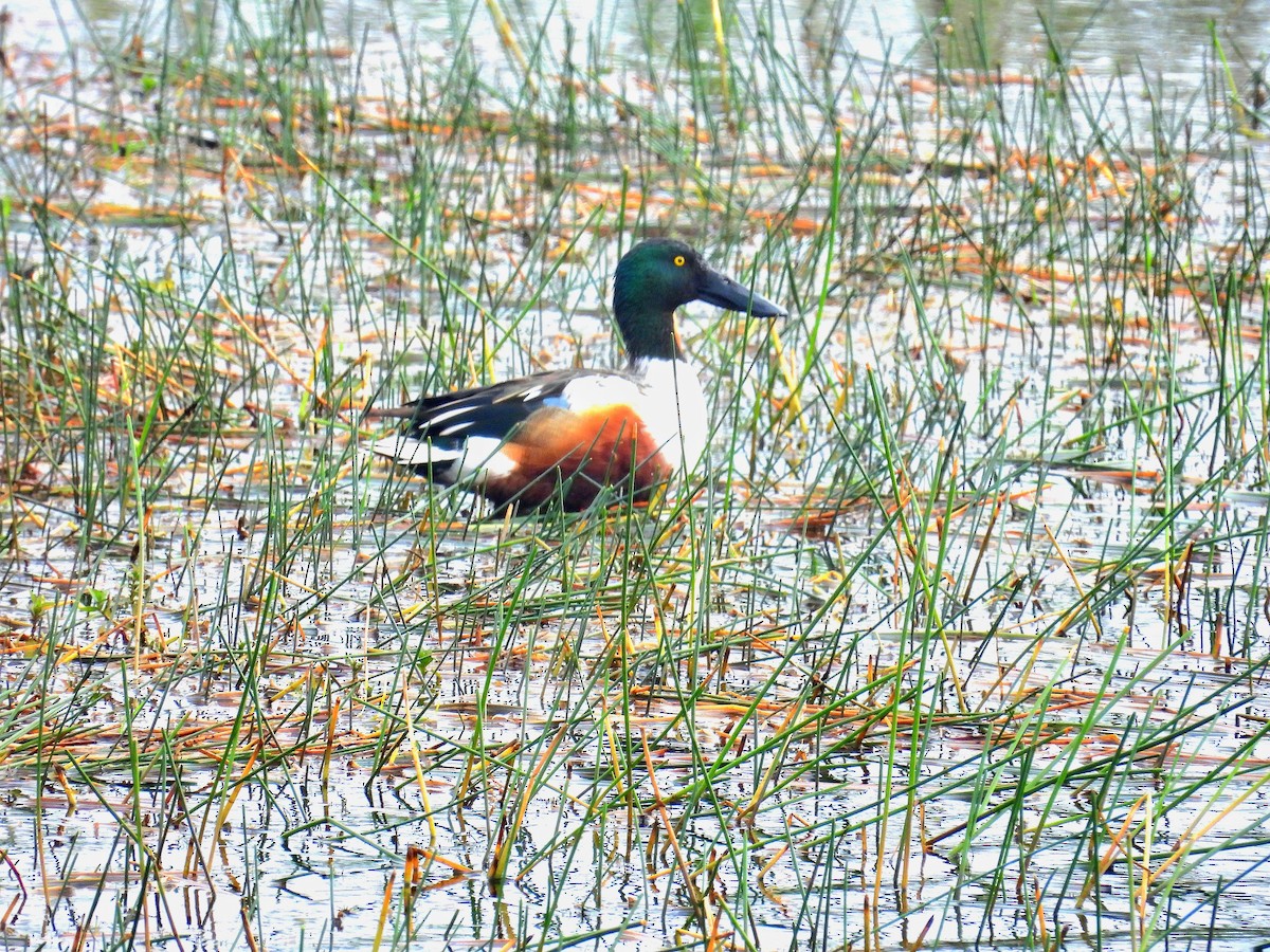 Northern Shoveler - ML646894411