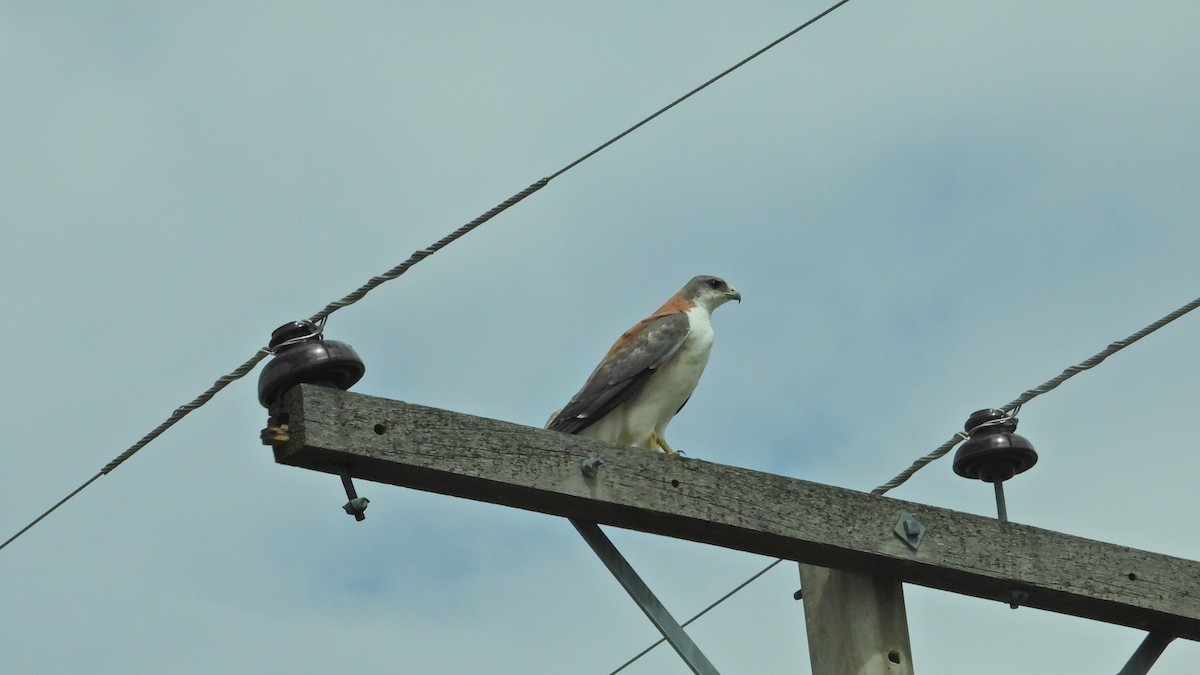 Rotrückenbussard - ML646894421