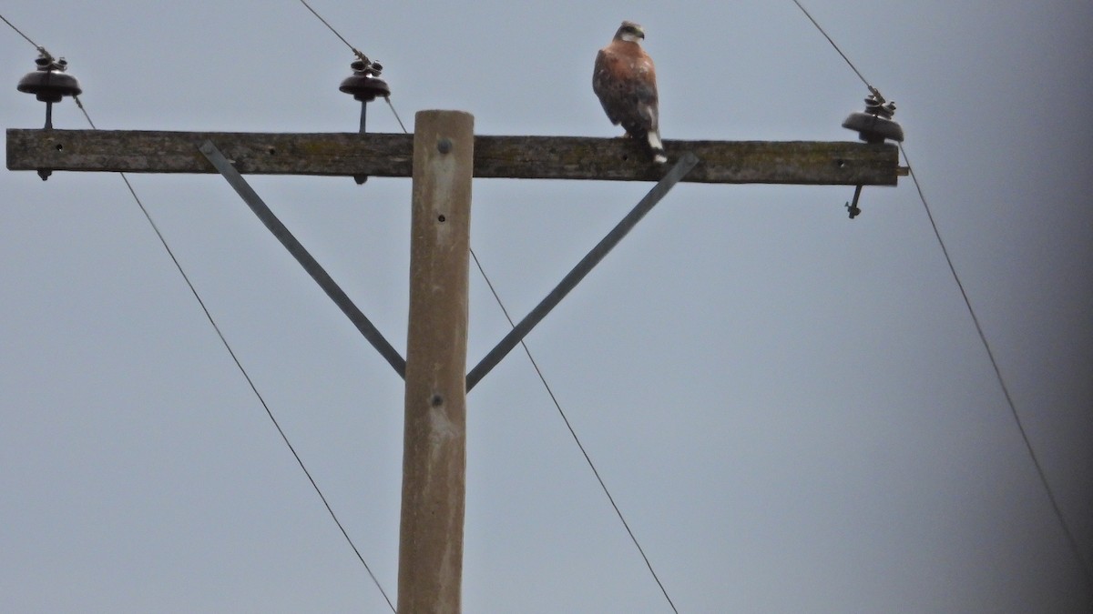 Rotrückenbussard - ML646894422