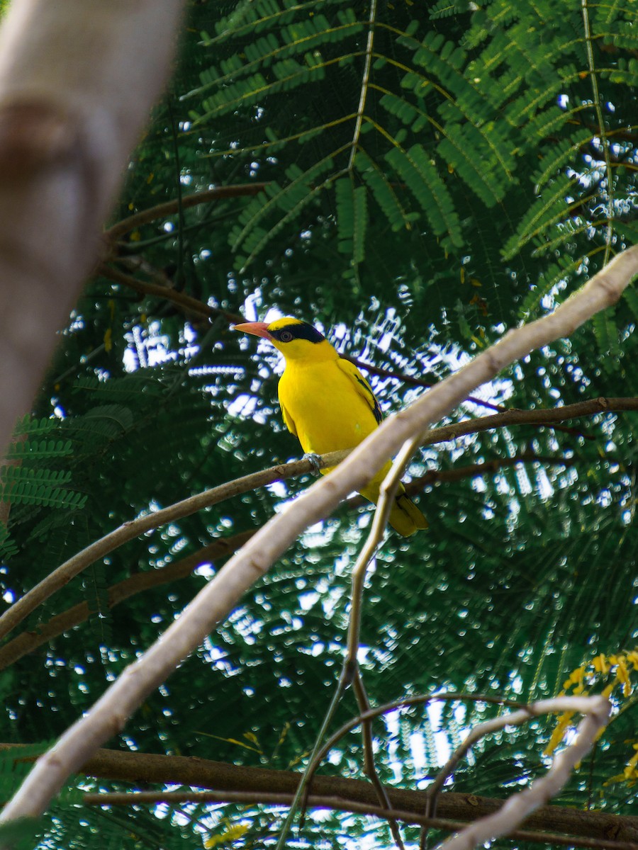 Black-naped Oriole - ML646894424