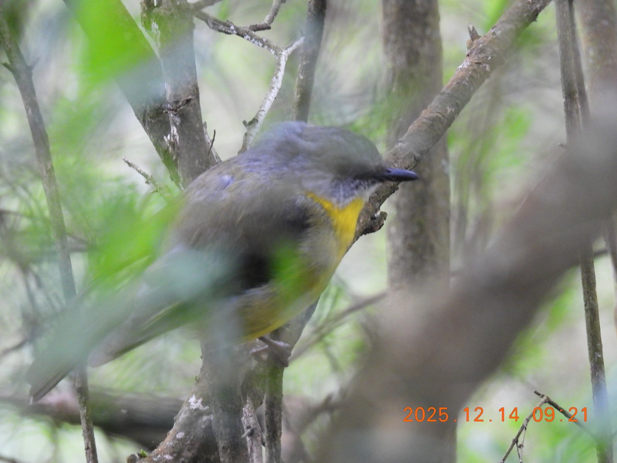 Eastern Yellow Robin - ML646894425