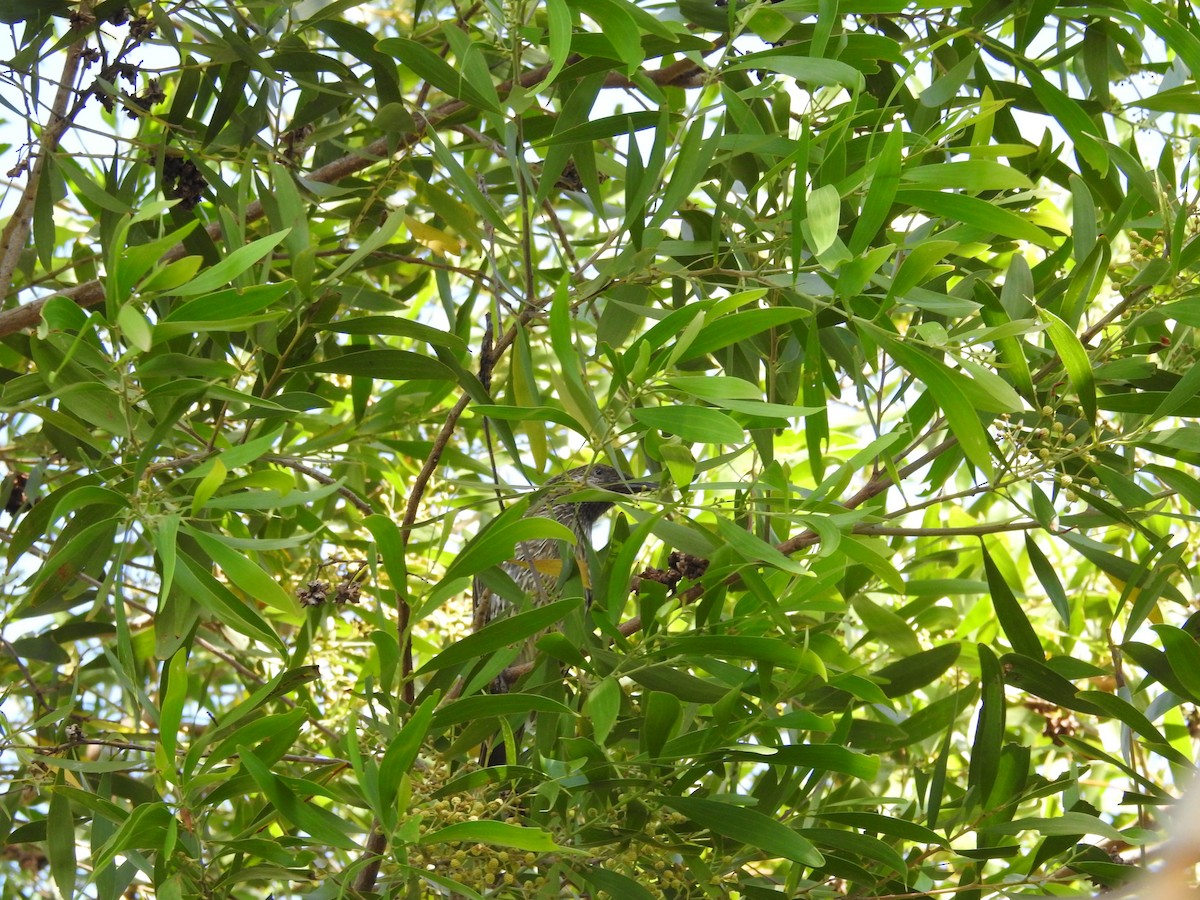 Little Wattlebird - ML646894426