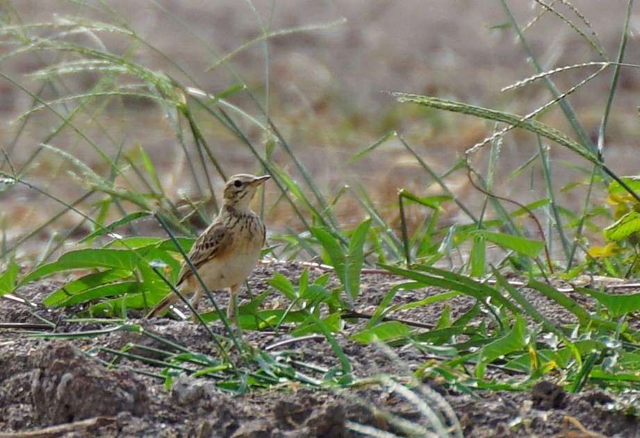 Bisbita de Richard - ML646894428