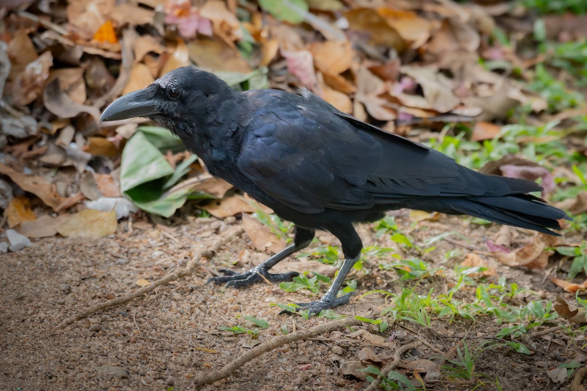 Large-billed Crow (Indian Jungle) - ML646894429