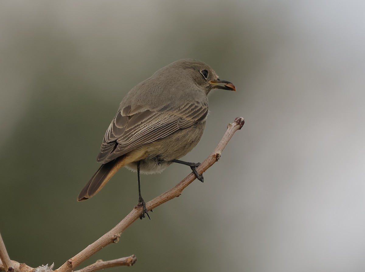 Black Redstart - ML646894430