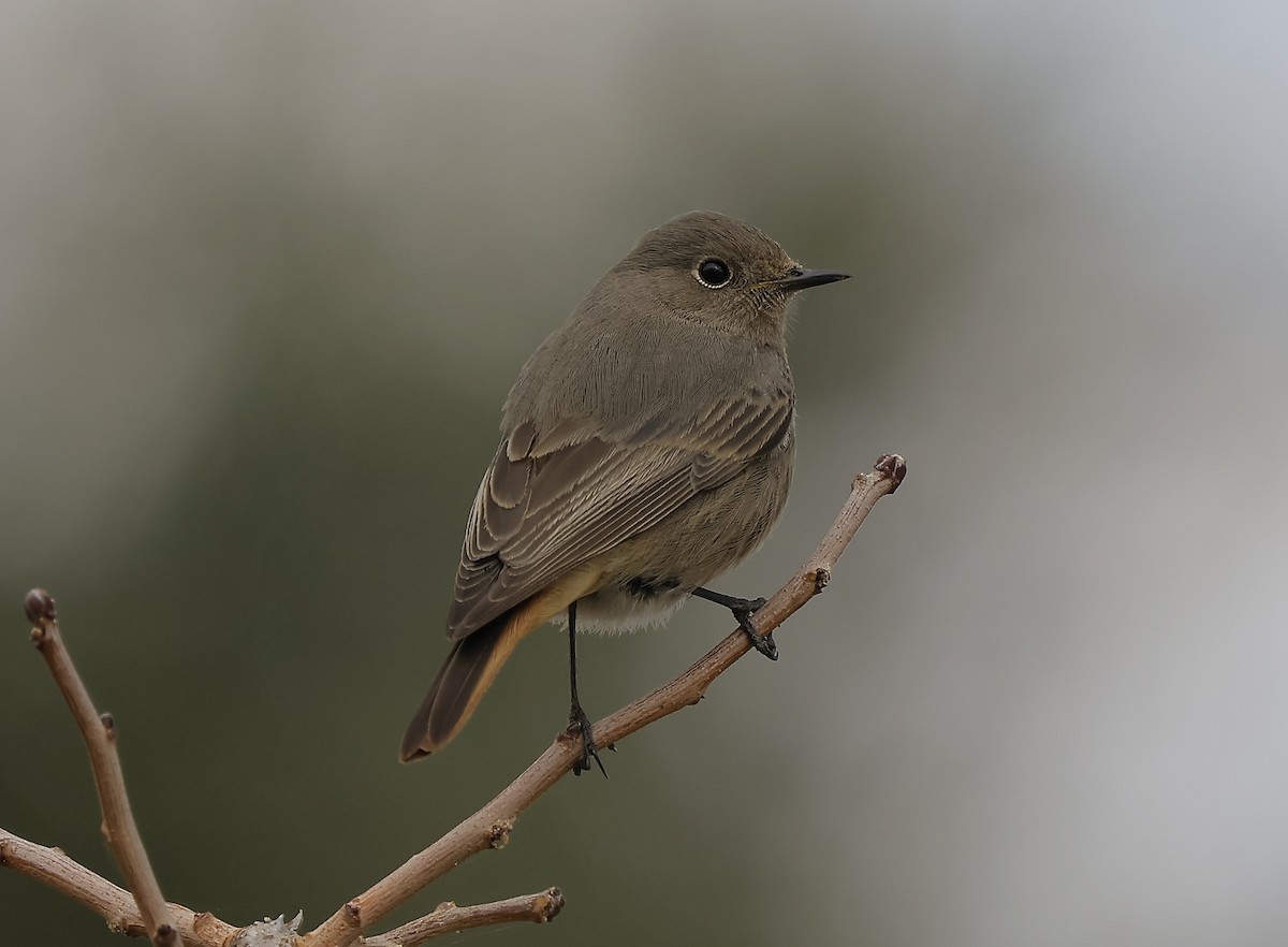 Black Redstart - ML646894431