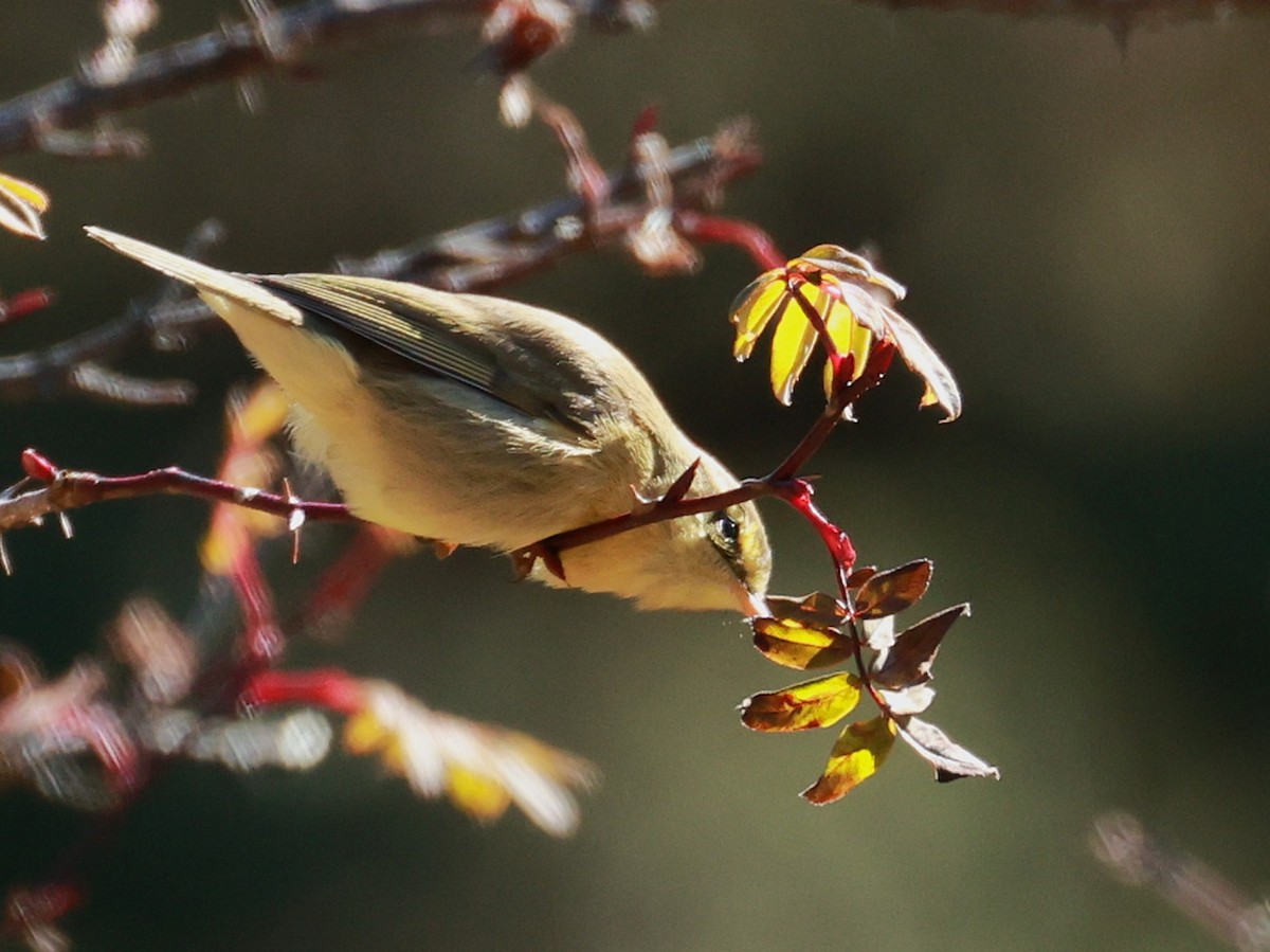 Tickell Çıvgını - ML646894432