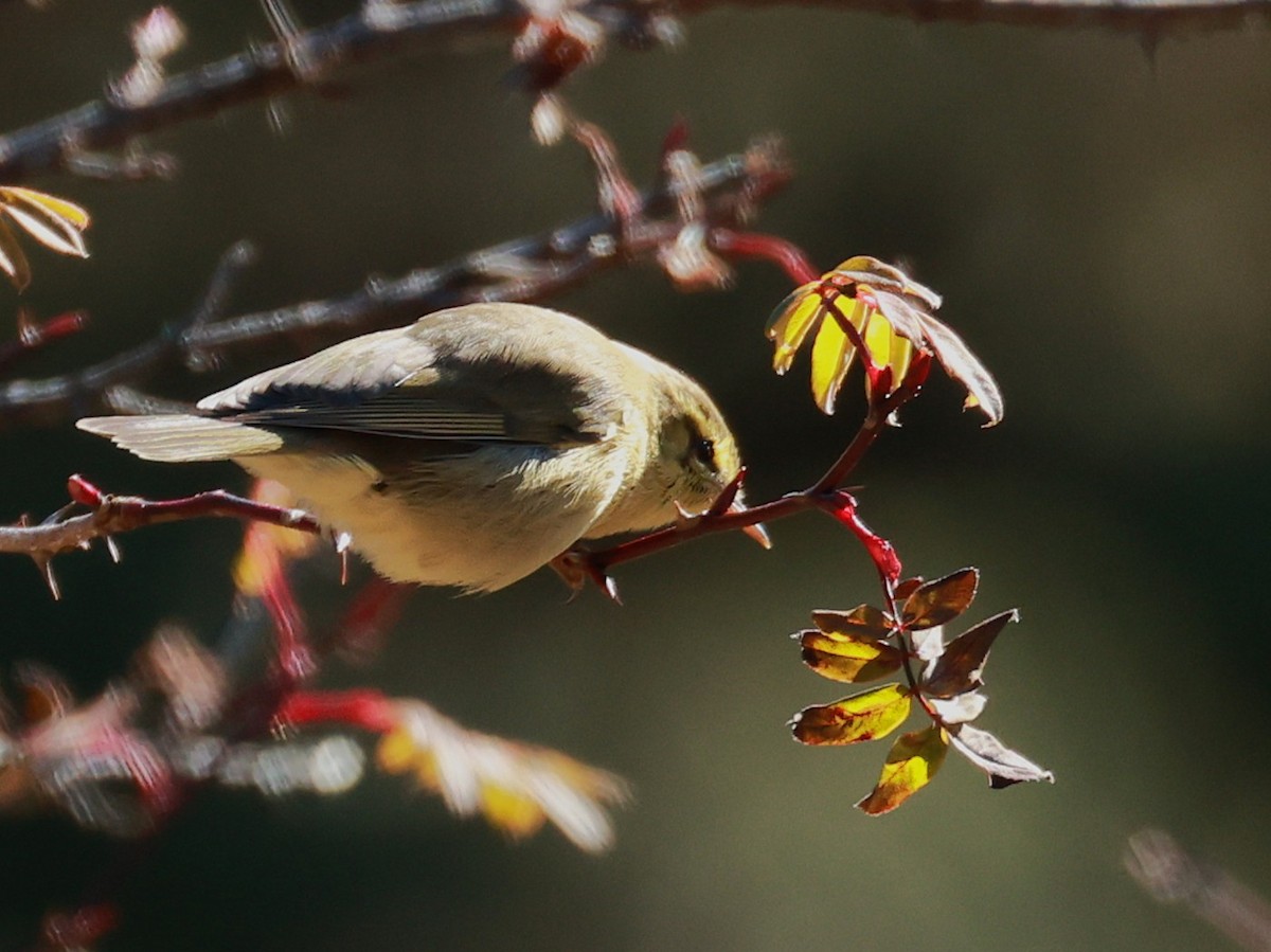 Tickell Çıvgını - ML646894433