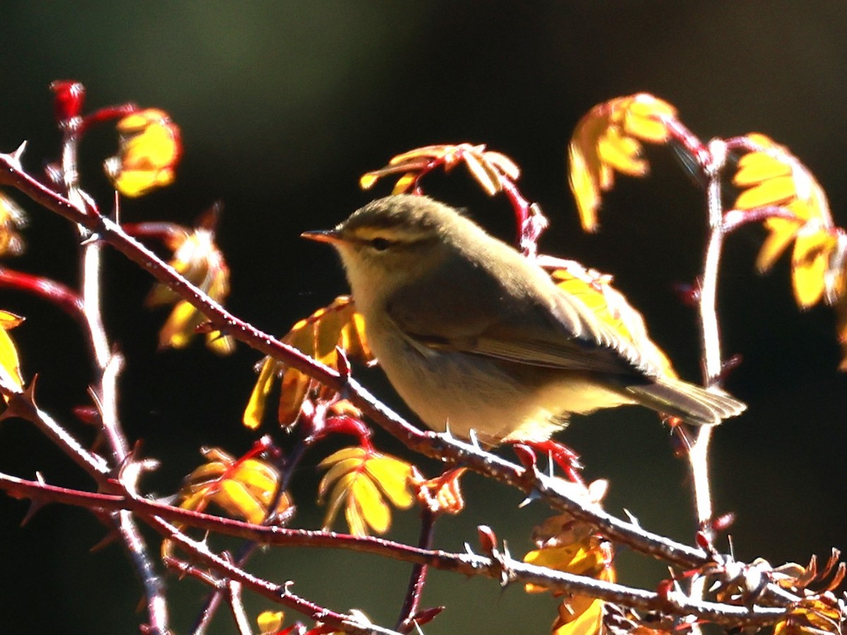 Tickell Çıvgını - ML646894434