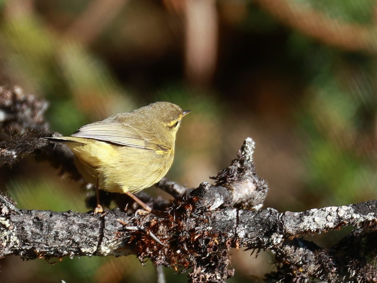 Tickell Çıvgını - ML646894435