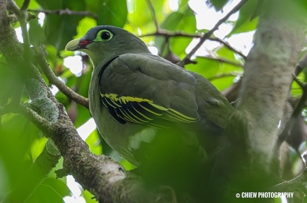Thick-billed Green-Pigeon - ML646894439