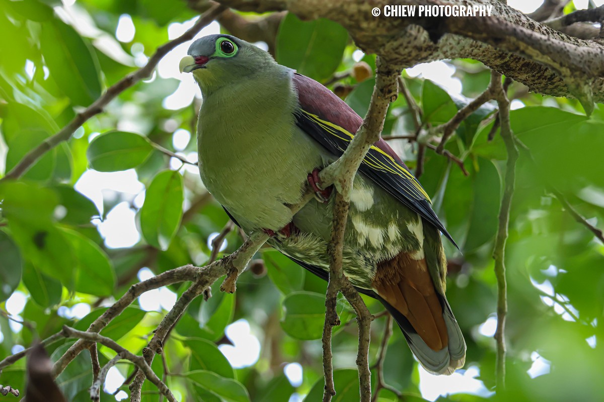 Thick-billed Green-Pigeon - ML646894440