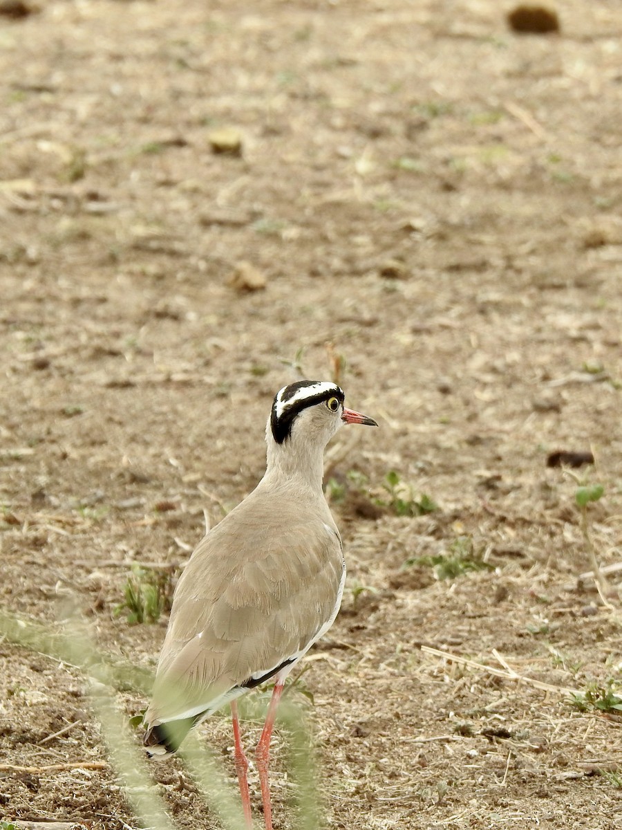קיווית כיפה - ML646894441