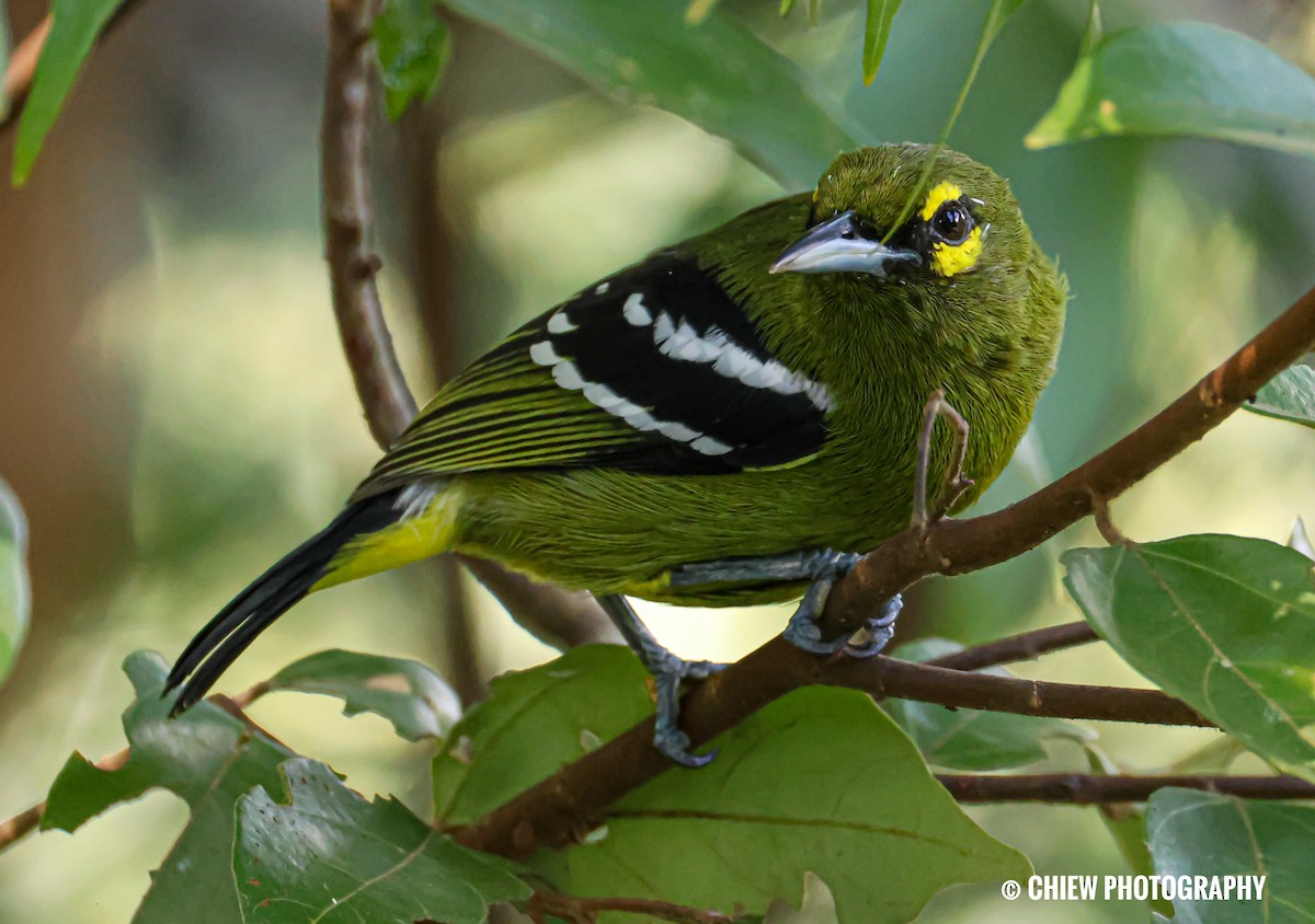 Green Iora - ML646894445