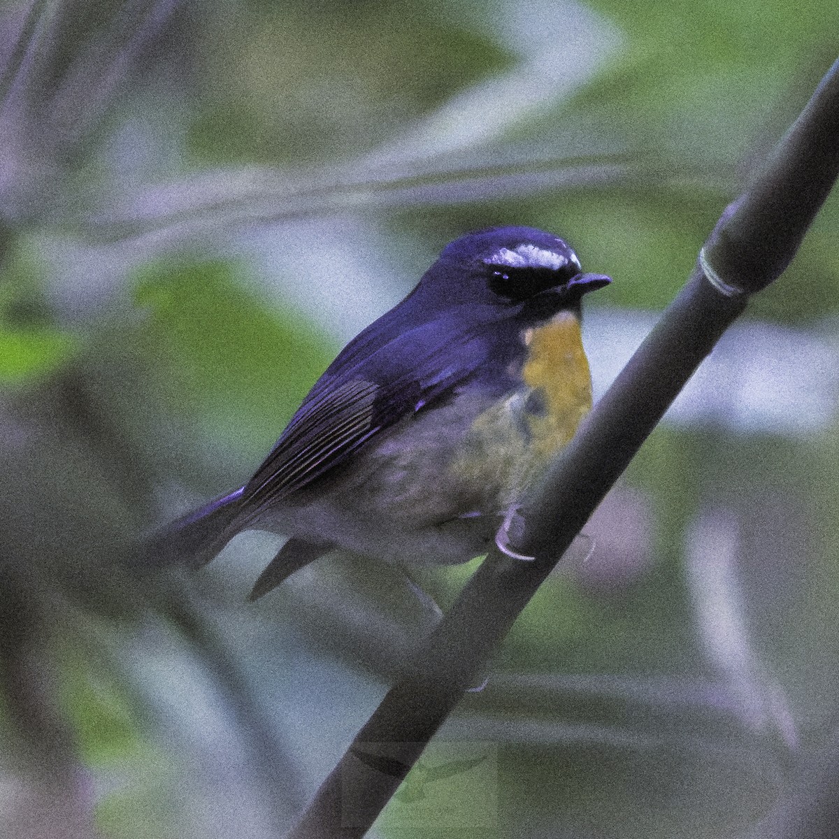 aurorafluesnapper - ML646894449